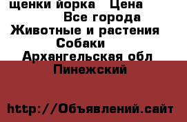 щенки йорка › Цена ­ 15 000 - Все города Животные и растения » Собаки   . Архангельская обл.,Пинежский 